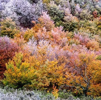 Bosque otoñal en tonos cálidos