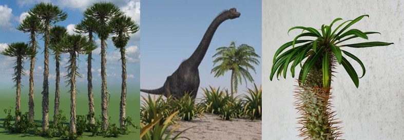 Referencias en las que nos inspiramos: una arboleda de Araucaria, una reconstrucción de saurópodo y un Pachypodium actual